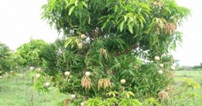 Mango Farming in Tsavo